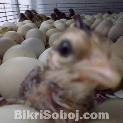 ১ দিন বয়সি ফাউমি মুরগির বাচ্চা বিক্রয় করা হবে।